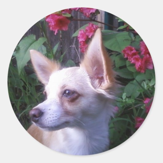 "Voeg je eigen foto toe" sticker (Voorkant)