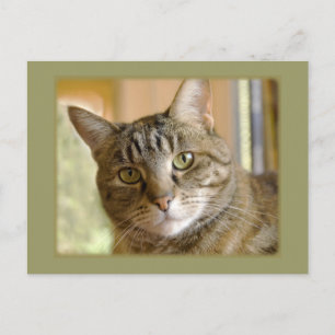 Voeg je eigen foto's toe die denken aan je Sjabloo Briefkaart