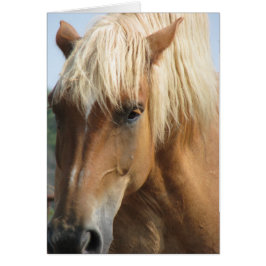 Voeg je eigen tekst toe!