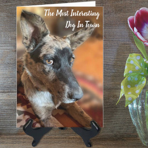 Voeg je foto Rundvee hond Belated Birthday toe Kaart