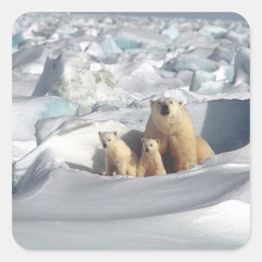 Voeg SLOGAN toe om het Arctische ijsbeerplaneet te Vierkante Sticker (Voorkant)