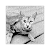 VOEG UW FOTO KAT PET GEPERSONALISEERD RUBBER STEMP RUBBERSTEMPEL (Afrduk)