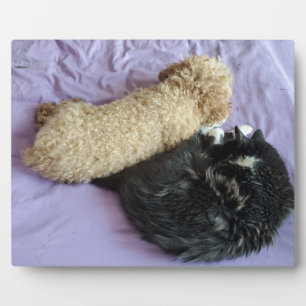 Voeg uw schattige of grappige huisdierfoto's toe fotoplaat