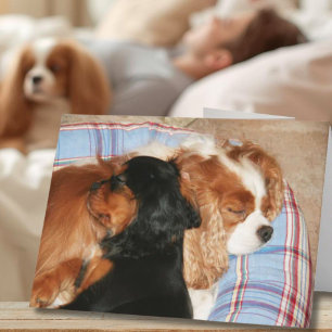 Voel je beter door kanker Cavalier King Charles  Kaart