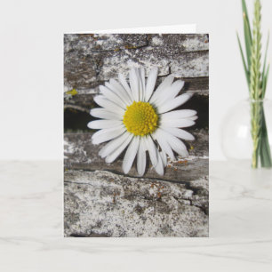 Voel je snel beter, Daisy en verweerd hout Kaart