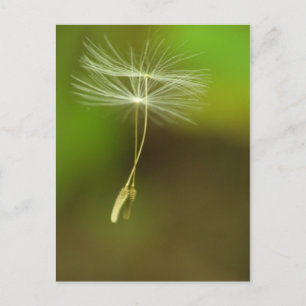 Voel vrij - vliegende Dandelion-zaden Briefkaart