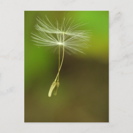 Voel vrij - vliegende Dandelion-zaden Briefkaart (Voorkant)