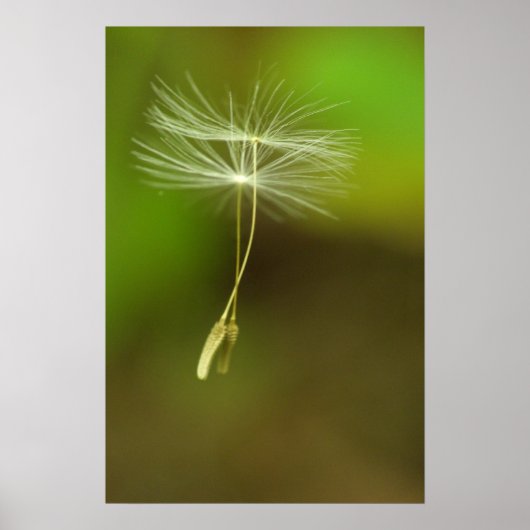 Voel vrij - vliegende Dandelion-zaden Poster (Voorkant)