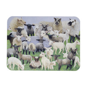 Voeling van schapen magneet