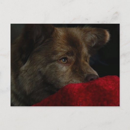 voer mengeling met hartbriefkaart briefkaart (Voorkant)