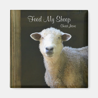 Voer mijn schapen magneet