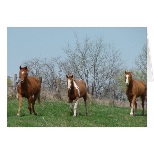 Voertijd, kom en pak aan, Drie paarden (Voorkant Horizontaal)
