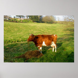 Voertijd voor Guernsey-koe Poster