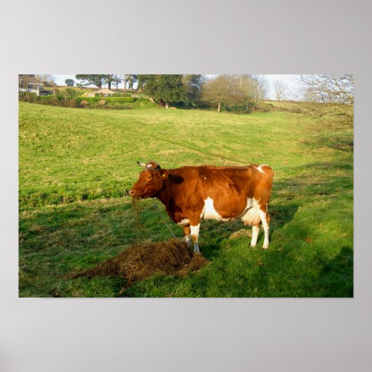 Voertijd voor Guernsey-koe Poster (Voorkant)