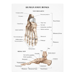 Voet Botten anatomie Foto Afdruk