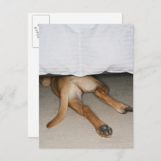 Voet en staart van gele labhond verborgen onder be briefkaart (Voorkant / Achterkant)