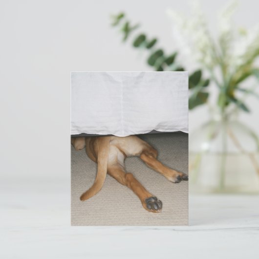 Voet en staart van gele labhond verborgen onder be briefkaart (Staand voorkant)
