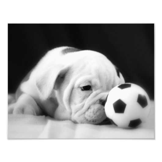 "Voetbal Nose" English Bulldog Puppy Foto Afdruk (Voorkant)