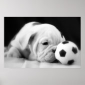 "Voetbal Nose" English Bulldog Puppy Poster (Voorkant)