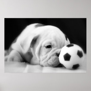 "Voetbal Nose" English Bulldog Puppy Poster