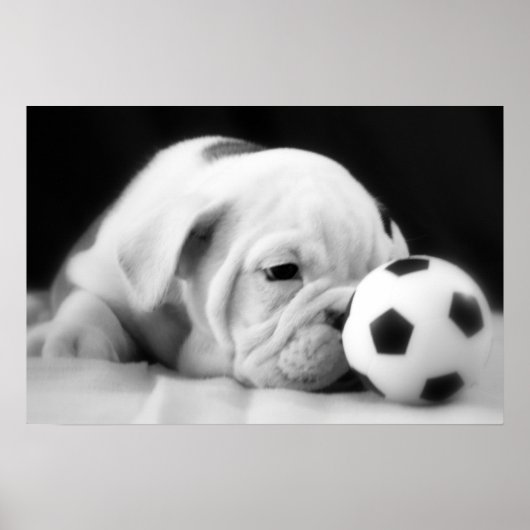 "Voetbal Nose" English Bulldog Puppy Poster (Voorkant)