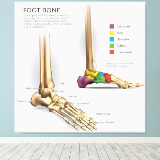 Voetbeenanatomie Canvas Afdruk (Insitu (Houten vloer))