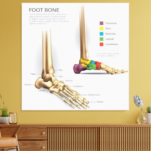 Voetbeenanatomie Canvas Afdruk (Insitu (Woonkamer))