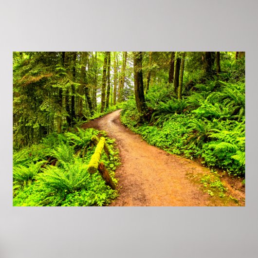 Voetpad in het bospark poster (Voorkant)