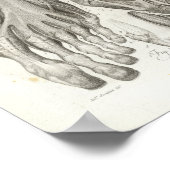  voetspier Ligamenten Anatomy Print 1716 (Hoek)