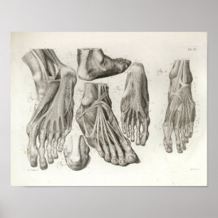  voetspier Ligamenten Anatomy Print 1716