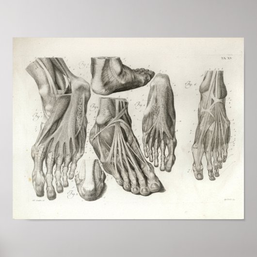  voetspier Ligamenten Anatomy Print 1716 (Voorkant)