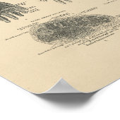 voetspieren Anatomie 1880 Afdrukken Poster (Hoek)