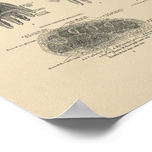  voetspieren Anatomie 1880 Afdrukken Poster (Hoek)