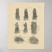  voetspieren Anatomie 1880 Afdrukken Poster (Voorkant)