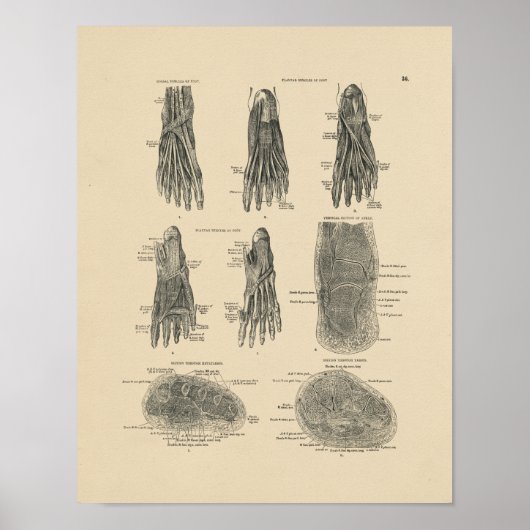 voetspieren Anatomie 1880 Afdrukken Poster (Voorkant)
