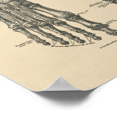  voettekst Botten Anatomie 1880 Afdrukken Poster (Hoek)