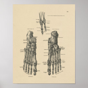  voettekst Botten Anatomie 1880 Afdrukken Poster