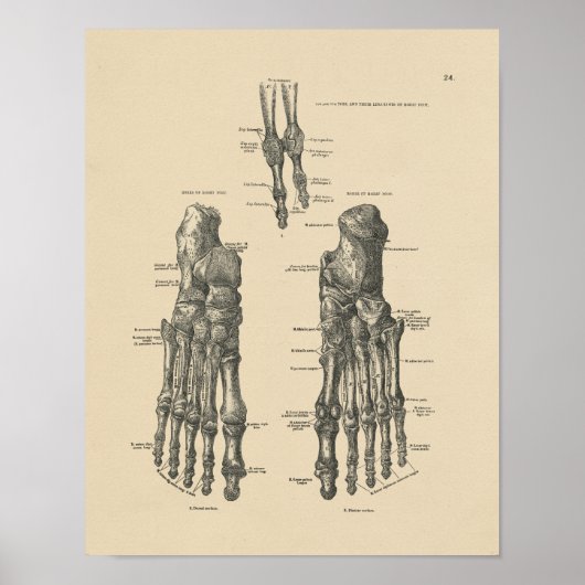  voettekst Botten Anatomie 1880 Afdrukken Poster (Voorkant)