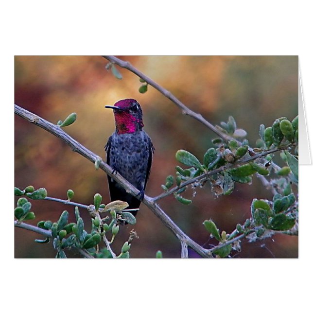 Voetvogel in de zon (Voorkant Horizontaal)