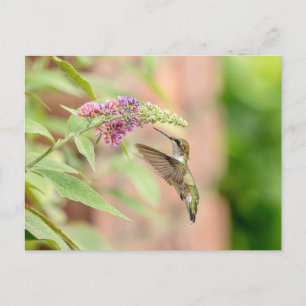 Voetvogel op een bloeiend plant briefkaart