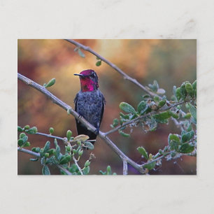 Voetvogel op zonsondergang briefkaart