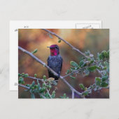 Voetvogel op zonsondergang briefkaart (Voorkant / Achterkant)