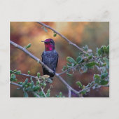 Voetvogel op zonsondergang briefkaart (Voorkant)