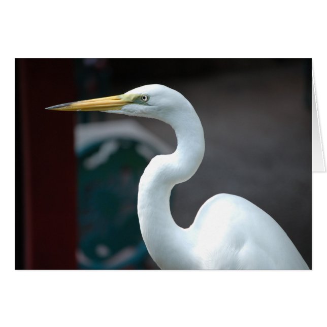 vogel (Voorkant Horizontaal)