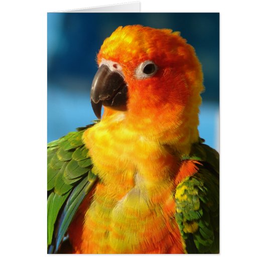 vogel (Voorkant)