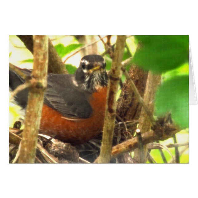 vogel (Voorkant Horizontaal)