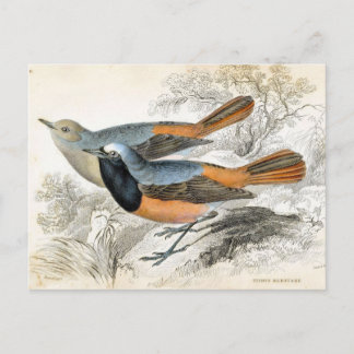  vogel 07 briefkaart