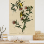 Vogel, Amerika, Amerikaans Goldfinch, Audubon, Vin Poster (Keuken)