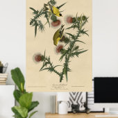 Vogel, Amerika, Amerikaans Goldfinch, Audubon, Vin Poster (Thuiskantoor)