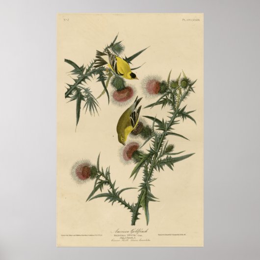 Vogel, Amerika, Amerikaans Goldfinch, Audubon, Vin Poster (Voorkant)